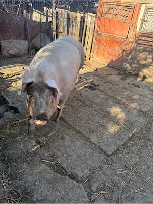 vand purcea scroafa 250 de kg  - imagine 5