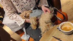 Cățel Maltipoo mini toy își caută o familie 