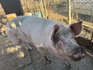 vand purcea scroafa 250 de kg 