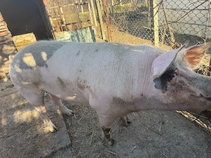 vand purcea scroafa 250 de kg  - imagine 2