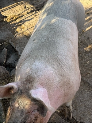 vand purcea scroafa 250 de kg  - imagine 4