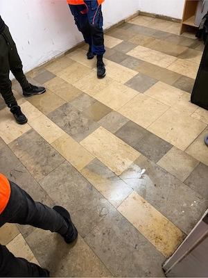 vand purcea scroafa 250 de kg  - imagine 3