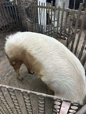 vand porc marele alb tânăr  - imagine 4