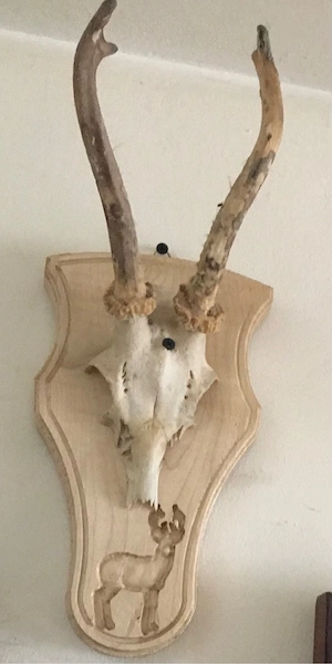 Trofeu panoplie cu coarne de Caprior
