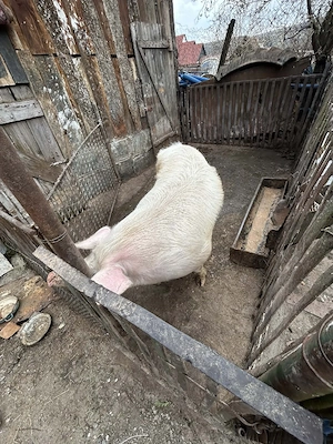 vand porc marele alb tânăr 