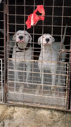 pui dog argentinian  - imagine 2