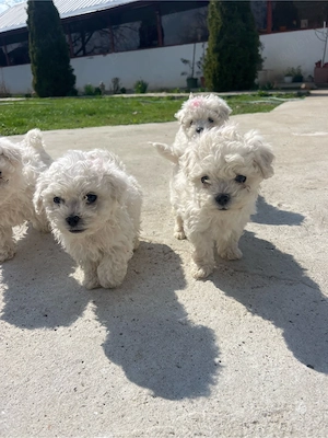 catei bichon frise - imagine 4