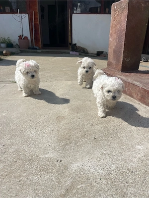 catei bichon frise - imagine 3