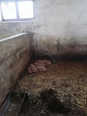 Scroafa cu purcei  - imagine 2