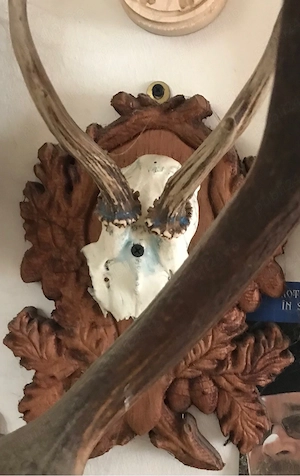 Panoplie cu coarne de Caprior si craniu