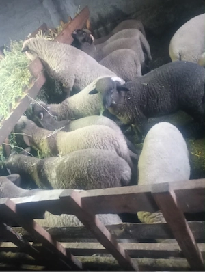 miei pentru masa de paste - imagine 2