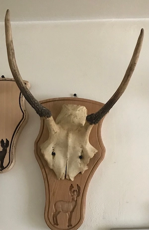 Cerb de un an trofeu cu craniu si panoplie