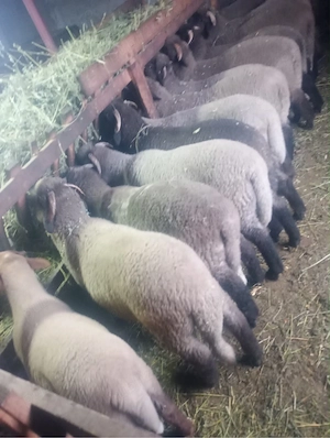 miei pentru masa de paste - imagine 3