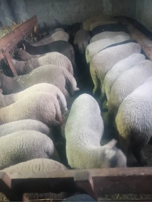 miei pentru masa de paste