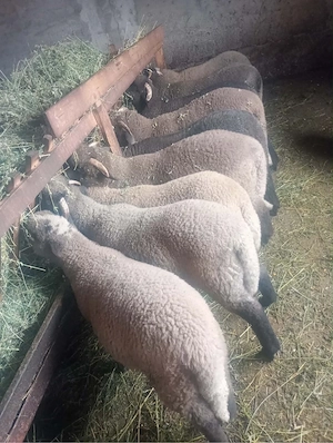 miei pentru masa de paste - imagine 5