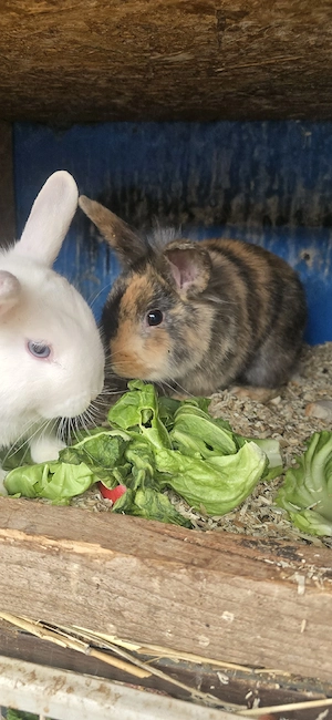 vînd iepuri mai multe rase mai multe detalii în privat  - imagine 3