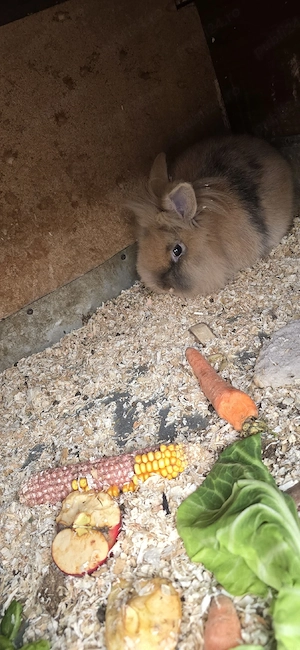 vînd iepuri mai multe rase mai multe detalii în privat  - imagine 5