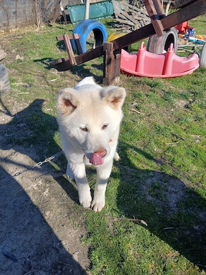 OCAZIE!!!! Akita inu la doar 300 ron - imagine 2