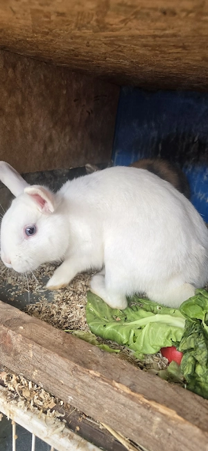 vînd iepuri mai multe rase mai multe detalii în privat 