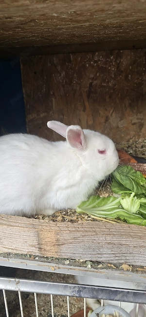vînd iepuri mai multe rase mai multe detalii în privat  - imagine 2