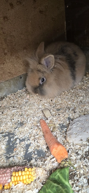 vînd iepuri mai multe rase mai multe detalii în privat  - imagine 4