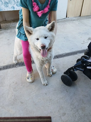 OCAZIE!!!! Akita inu la doar 300 ron - imagine 4