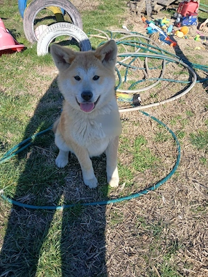 OCAZIE!!!! Akita inu la doar 300 ron - imagine 3