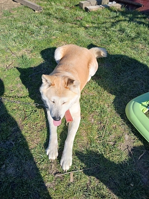 OCAZIE!!!! Akita inu la doar 300 ron - imagine 5