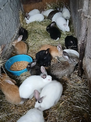 De vânzare iepuri  - imagine 2