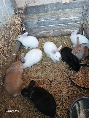 De vânzare iepuri  - imagine 4