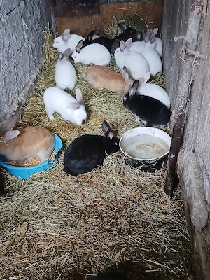 De vânzare iepuri  - imagine 5