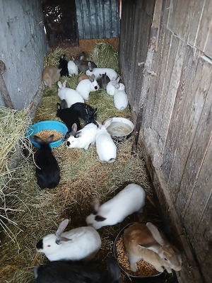 De vânzare iepuri  - imagine 3