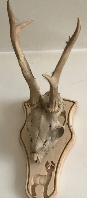 Caprior gasit trofeu cu craniu si panoplie