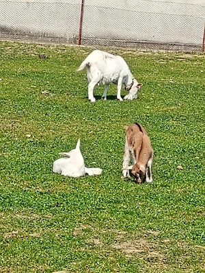 Capră bună de lapte cu 2 iezi și țap