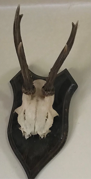 Caprior trofeu cu craniu si panoplie