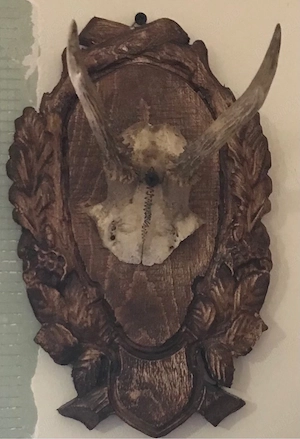 Caprior de 2 ani trofeu cu craniu si panoplie