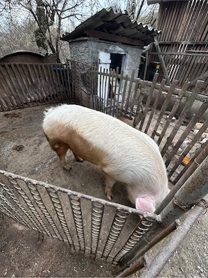 vand porc marele alb  - imagine 4