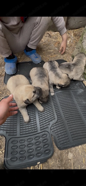 Căței ciobănești kangal - imagine 4