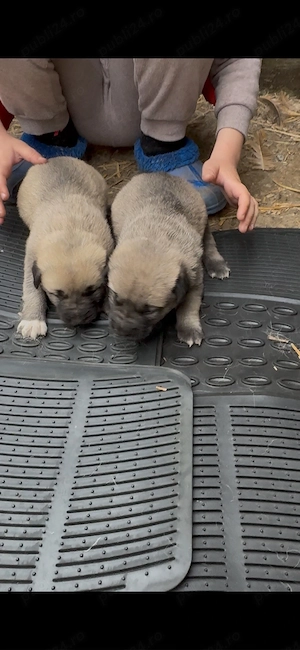 Căței ciobănești kangal - imagine 5