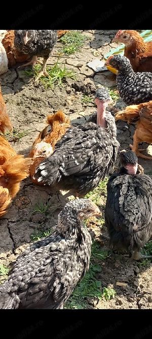 pui rasa mixta disponibili  - imagine 3