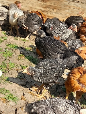 pui rasa mixta disponibili 