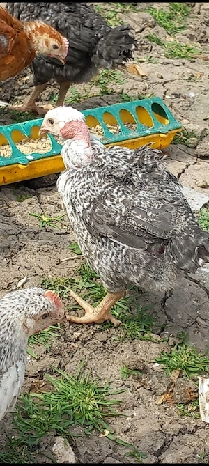 pui rasa mixta disponibili  - imagine 4