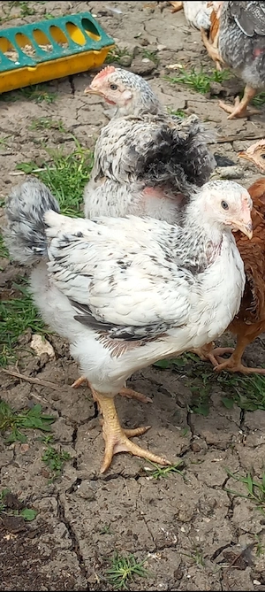 pui rasa mixta disponibili  - imagine 2