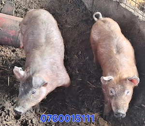 Vand purcei . - imagine 4