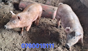 Vand purcei . - imagine 2