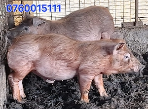 Vand purcei . - imagine 3