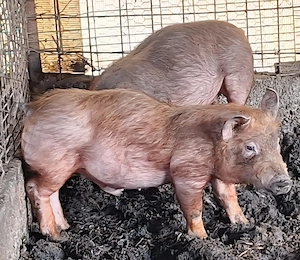 Vand purcei . - imagine 5