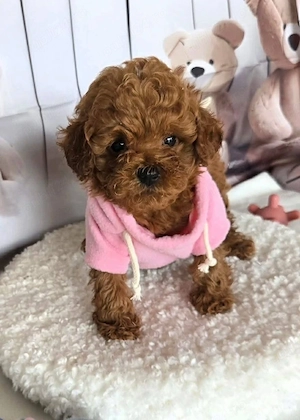 Poodle Toy Korea Red ( bear type -ursulet) - imagine 2