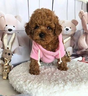 Poodle Toy Korea Red ( bear type -ursulet) - imagine 3
