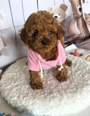 Poodle Toy Korea Red ( bear type -ursulet)